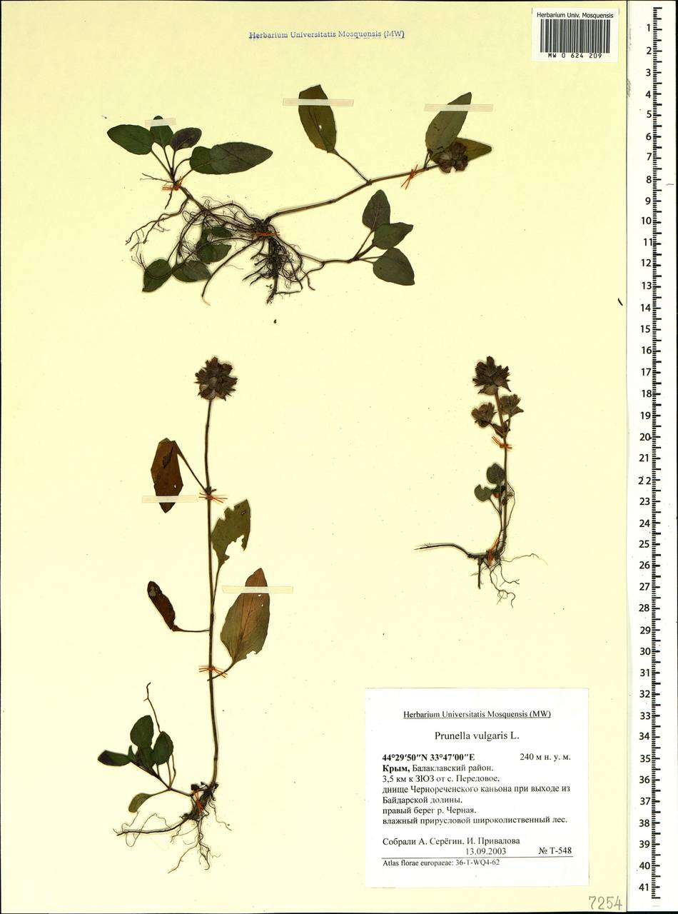 Prunella vulgaris L., Crimea (KRYM) (Russia)