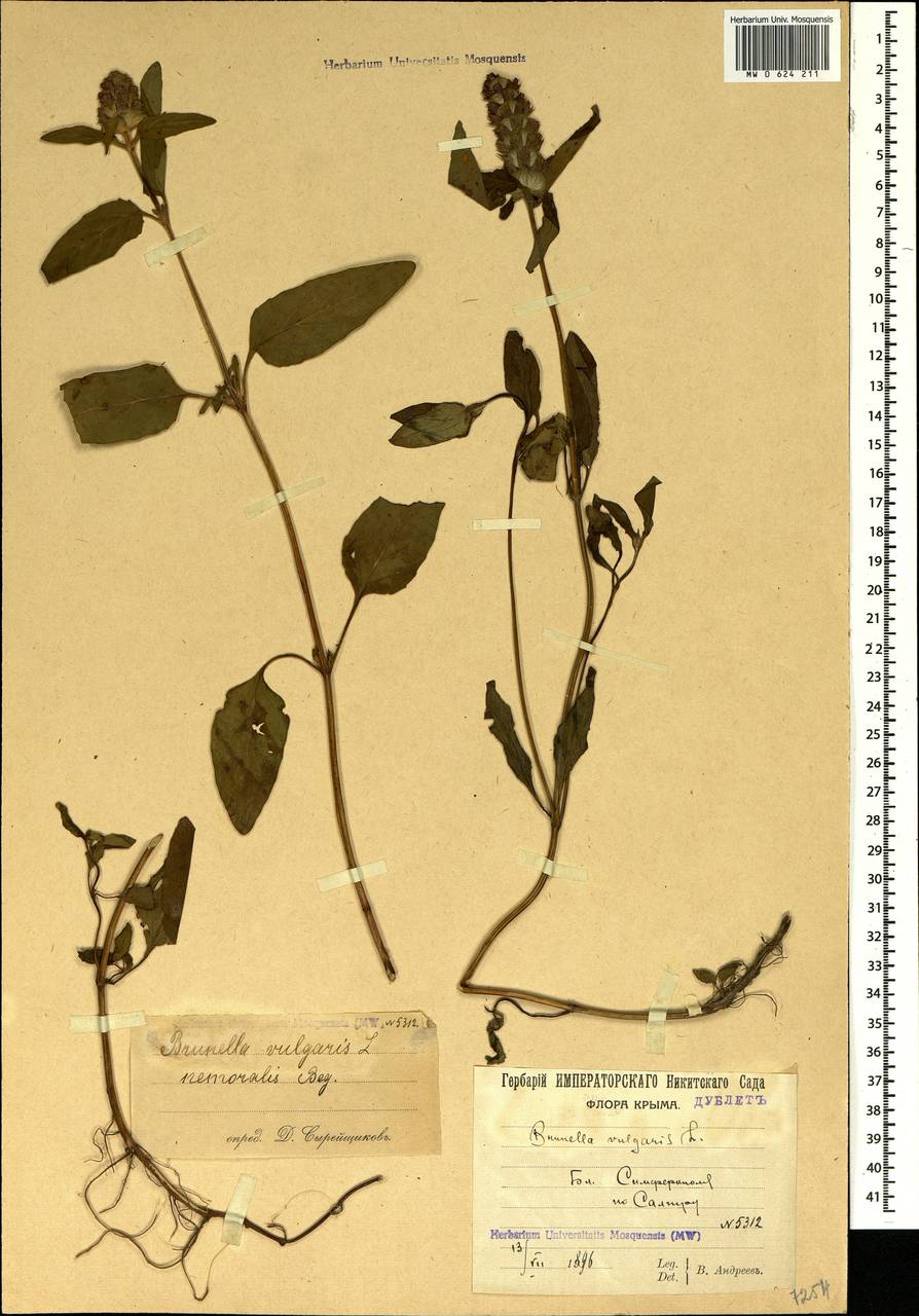 Prunella vulgaris L., Crimea (KRYM) (Russia)