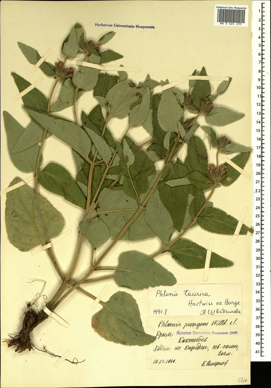 Phlomis herba-venti subsp. pungens (Willd.) Maire ex DeFilipps, Crimea (KRYM) (Russia)