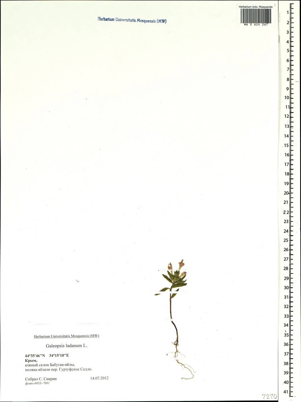 Galeopsis ladanum L., Crimea (KRYM) (Russia)