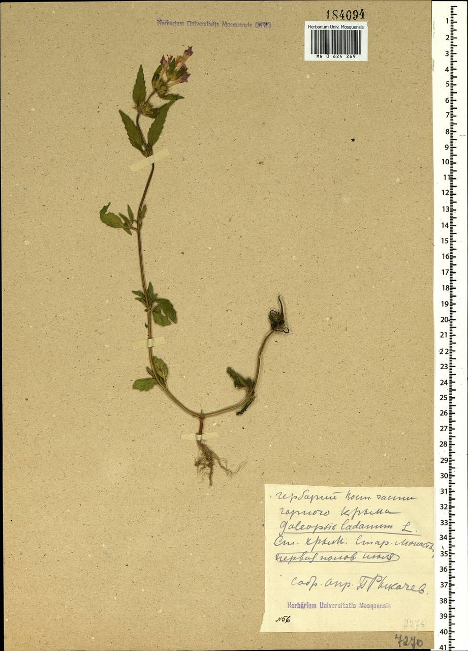 Galeopsis ladanum L., Crimea (KRYM) (Russia)