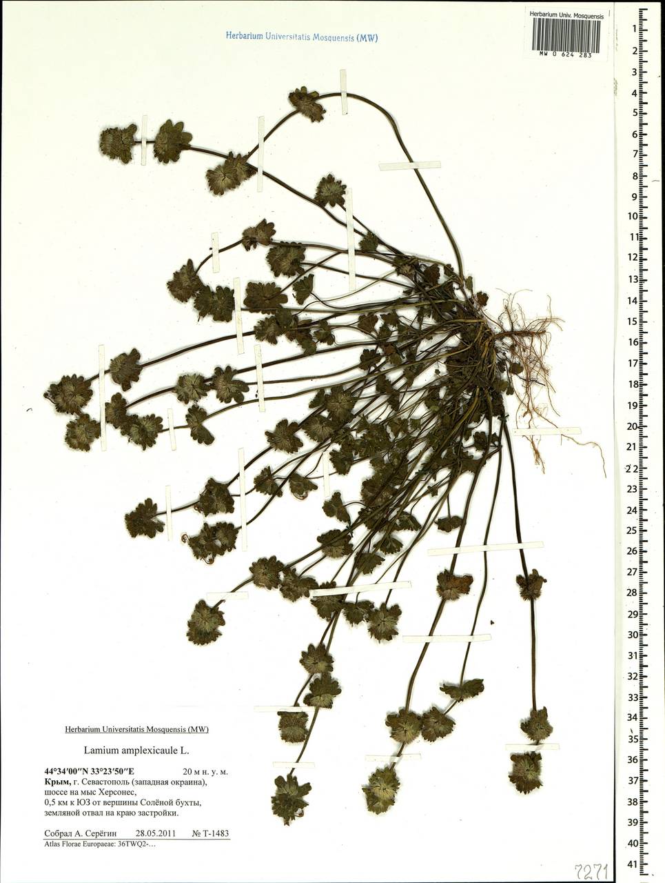 Lamium amplexicaule L., Crimea (KRYM) (Russia)