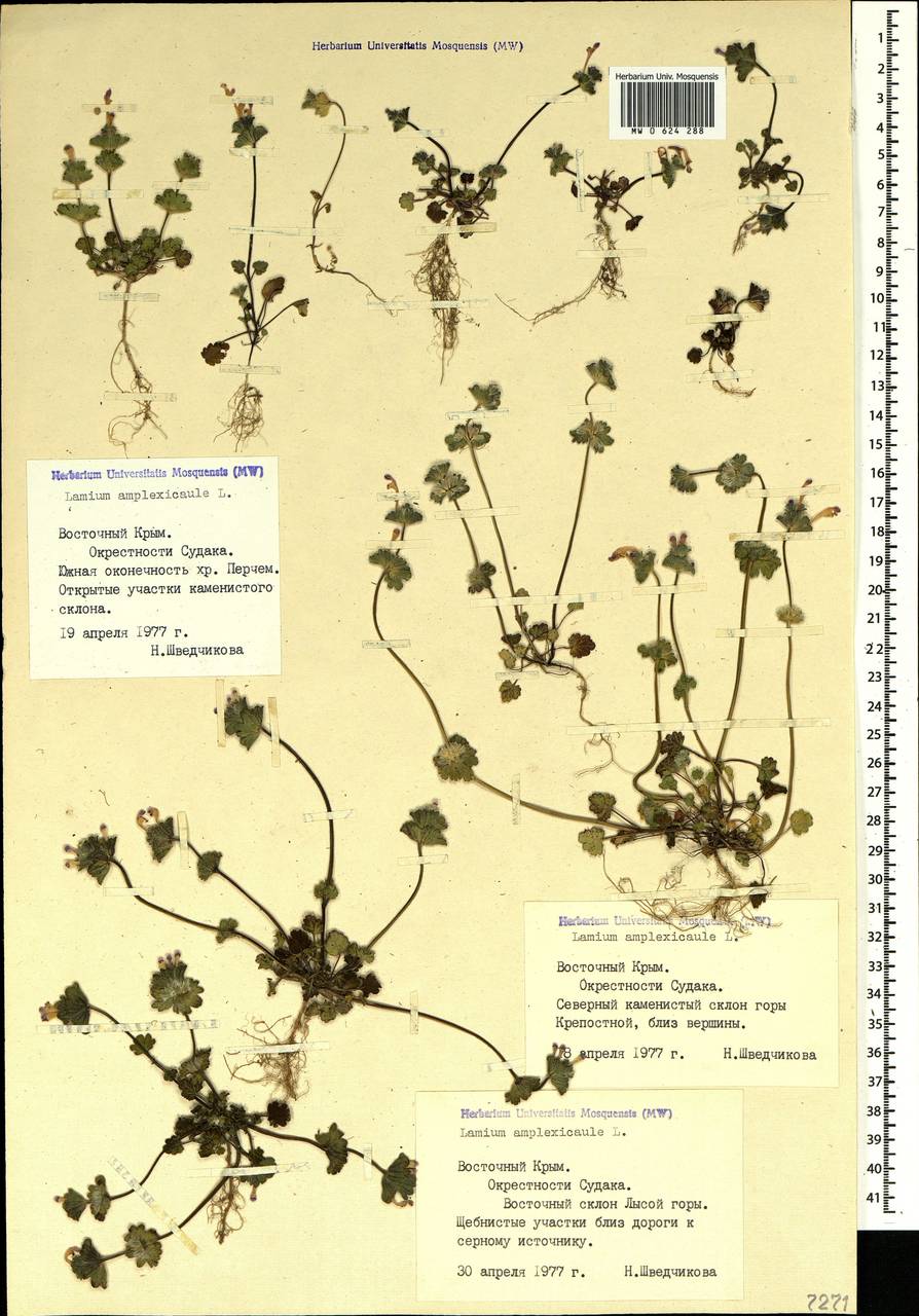 Lamium amplexicaule L., Crimea (KRYM) (Russia)