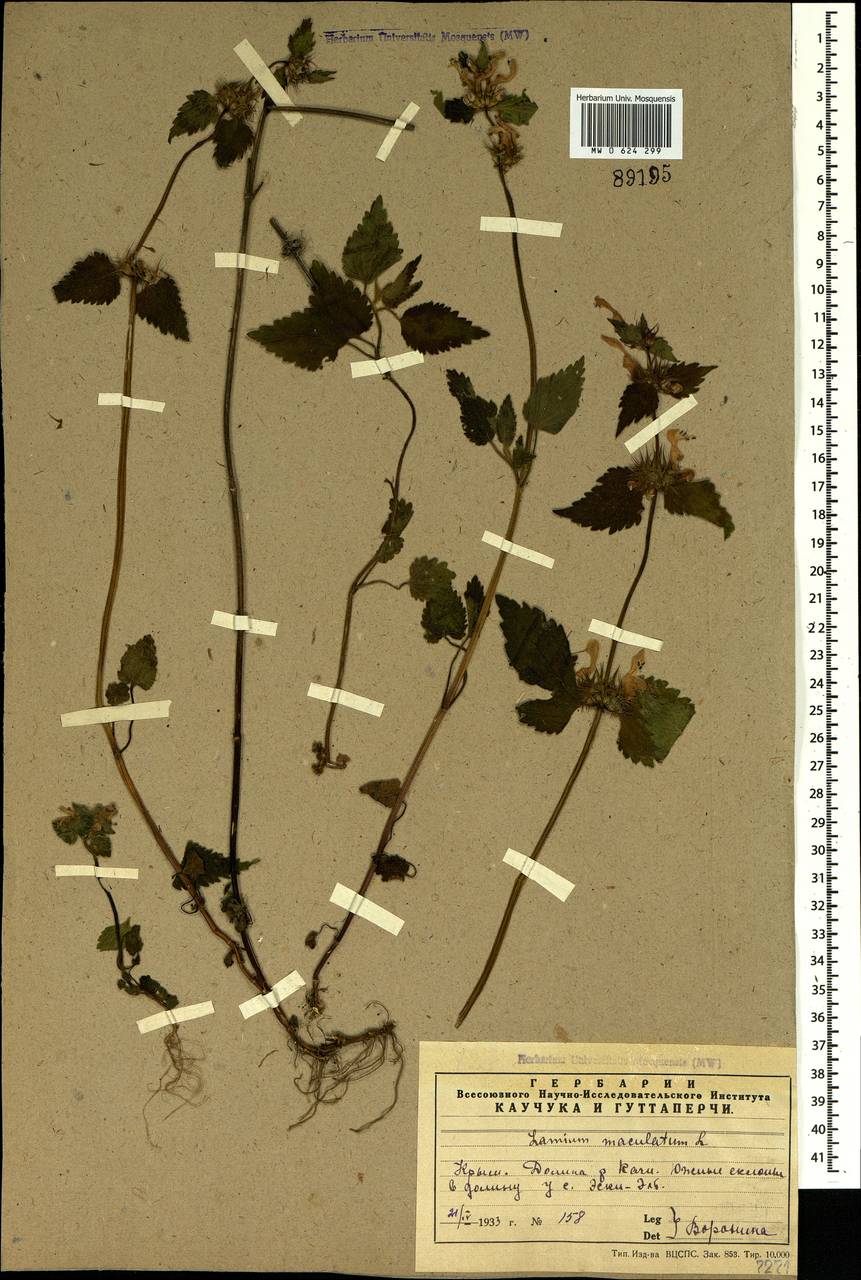 Lamium maculatum (L.) L., Crimea (KRYM) (Russia)