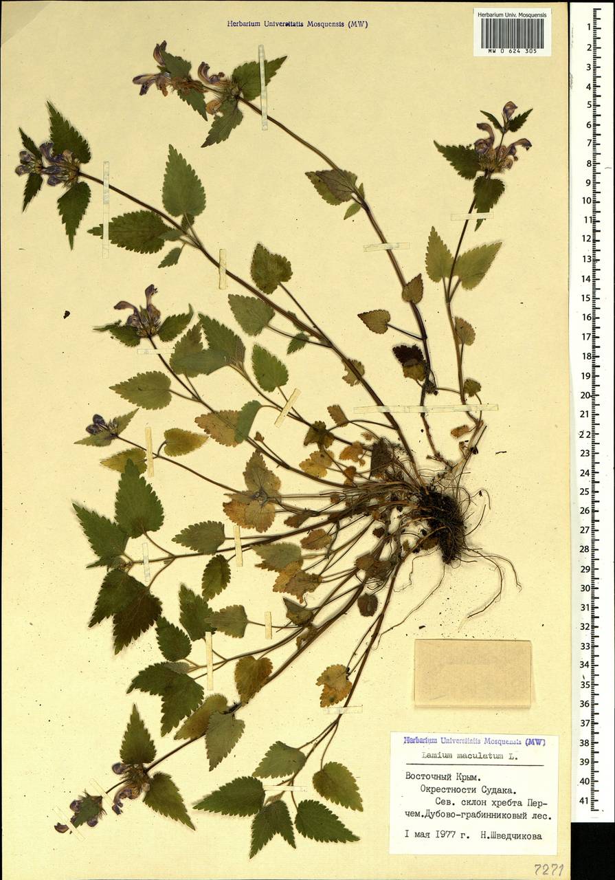 Lamium maculatum (L.) L., Crimea (KRYM) (Russia)