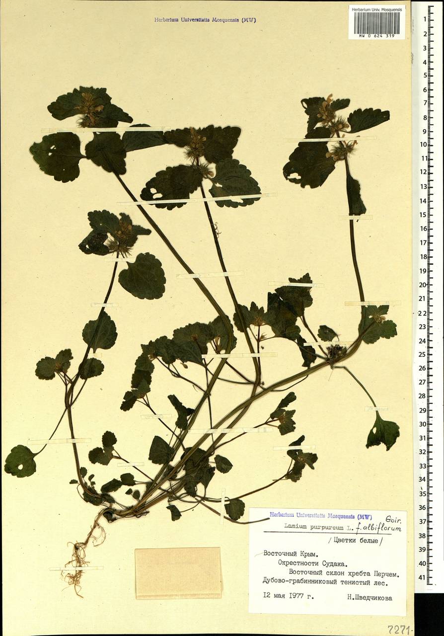 Lamium purpureum L., Crimea (KRYM) (Russia)