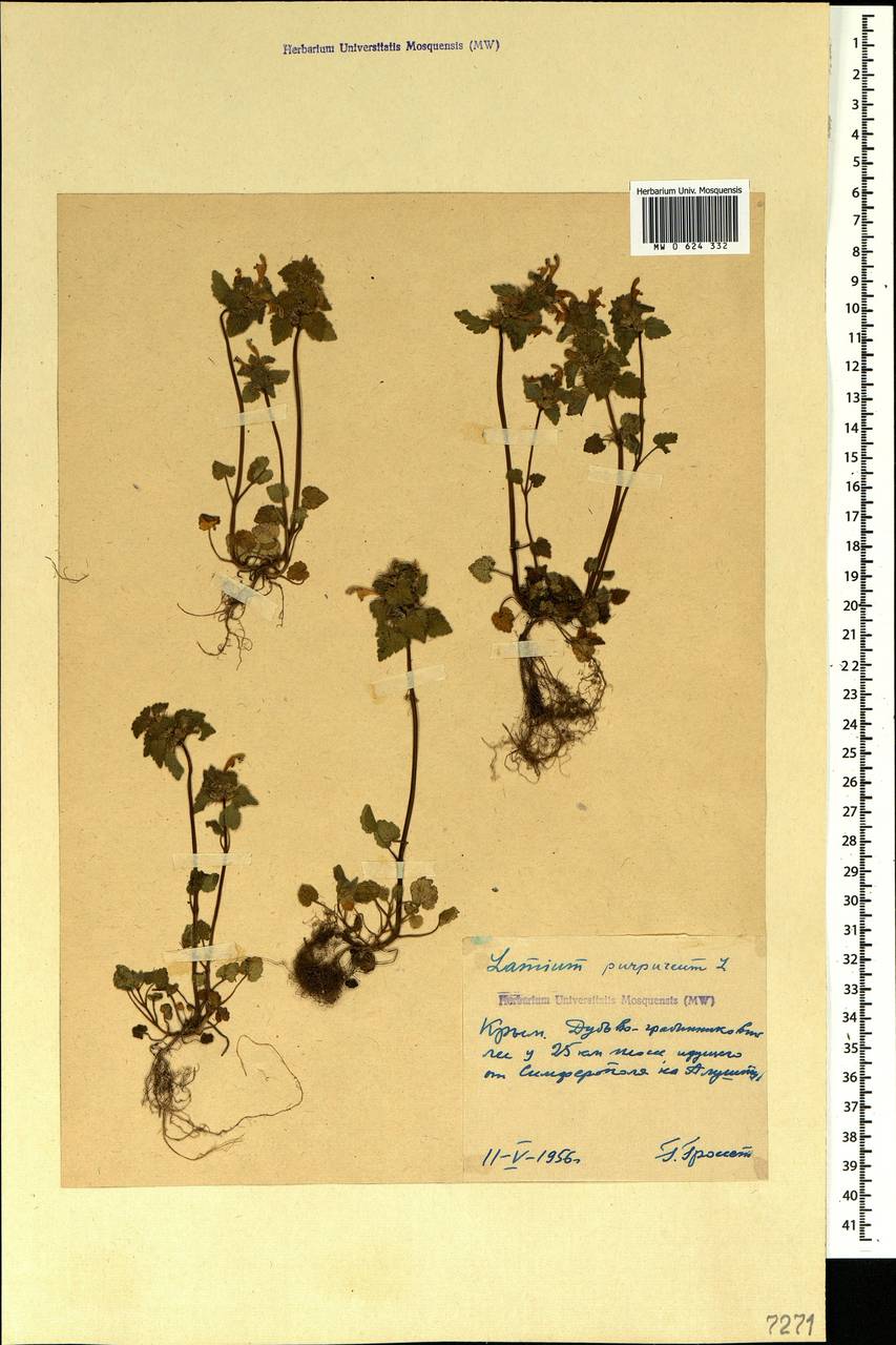 Lamium purpureum L., Crimea (KRYM) (Russia)