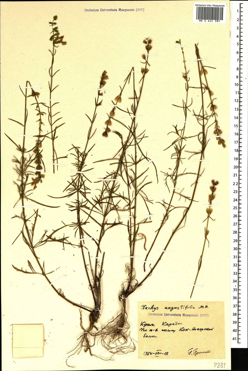 Stachys angustifolia M.Bieb., Crimea (KRYM) (Russia)