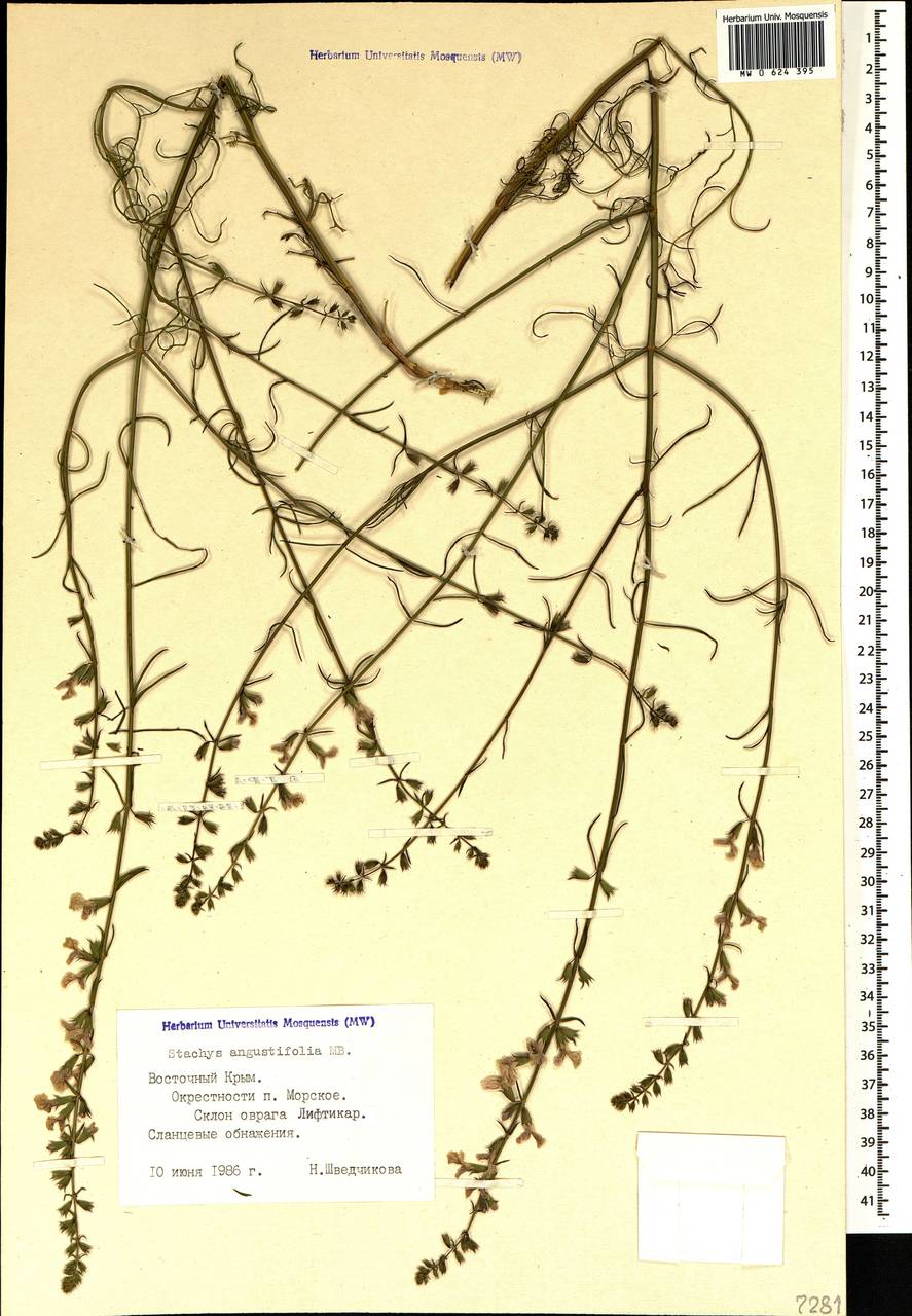 Stachys angustifolia M.Bieb., Crimea (KRYM) (Russia)