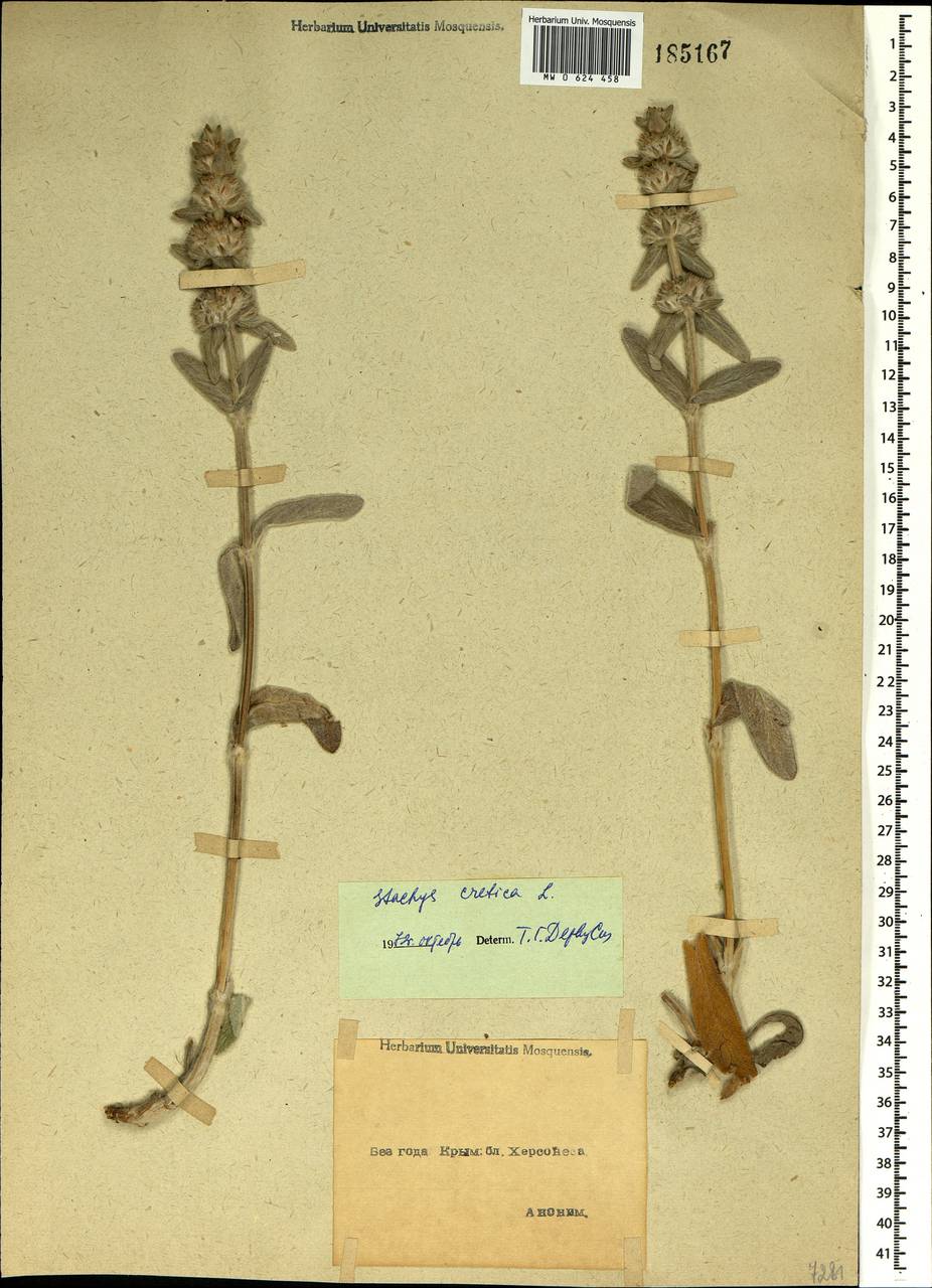 Stachys cretica L., Crimea (KRYM) (Russia)