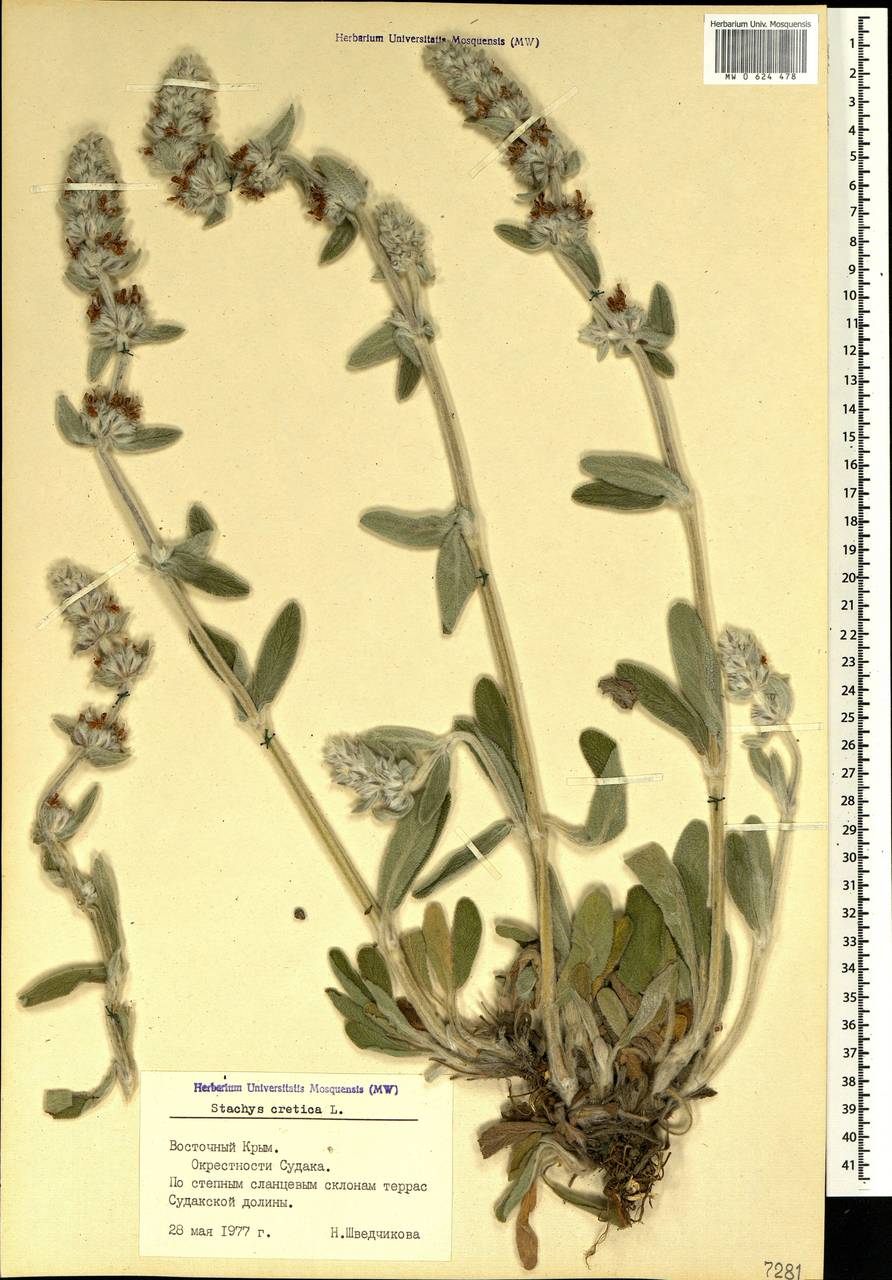 Stachys cretica L., Crimea (KRYM) (Russia)