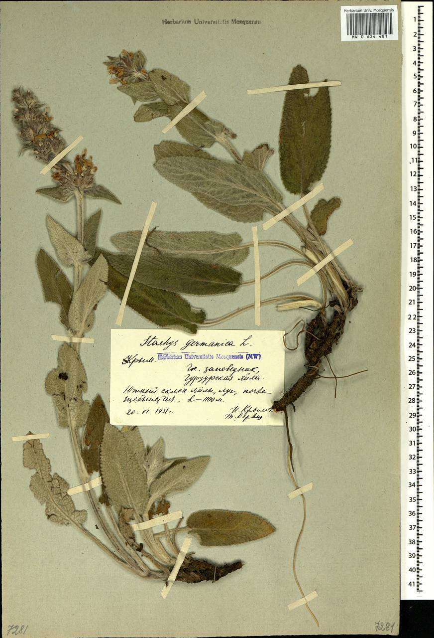 Stachys germanica L., Crimea (KRYM) (Russia)