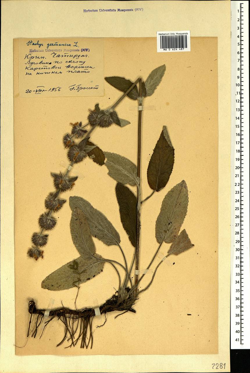 Stachys germanica L., Crimea (KRYM) (Russia)