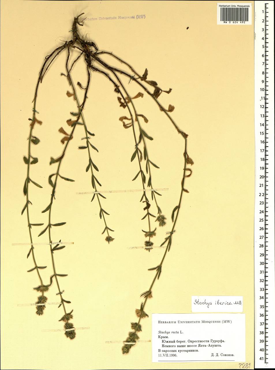 Stachys iberica M.Bieb., Crimea (KRYM) (Russia)