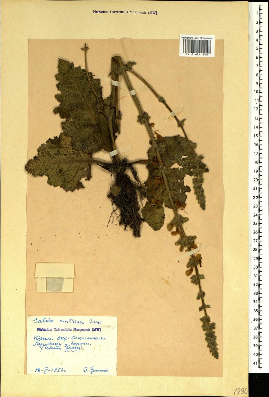 Salvia austriaca Jacq., Crimea (KRYM) (Russia)