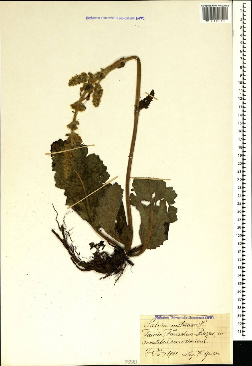 Salvia austriaca Jacq., Crimea (KRYM) (Russia)