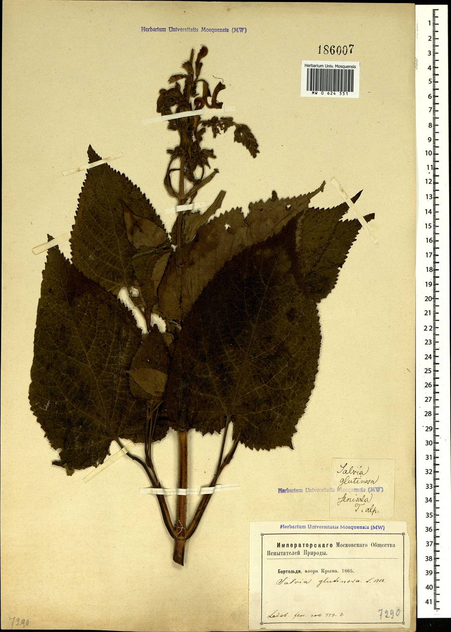 Salvia glutinosa L., Crimea (KRYM) (Russia)