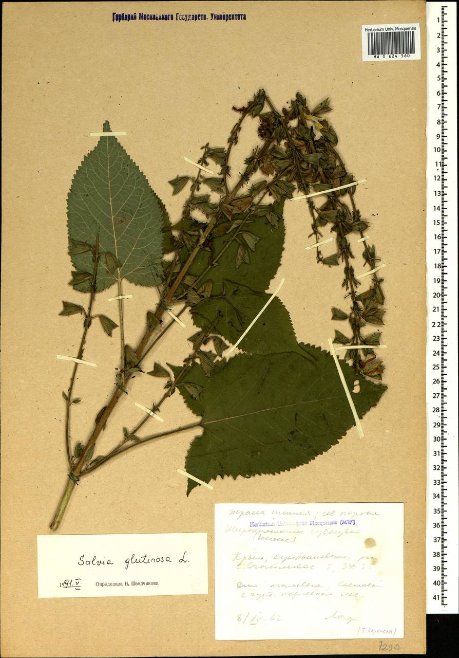 Salvia glutinosa L., Crimea (KRYM) (Russia)