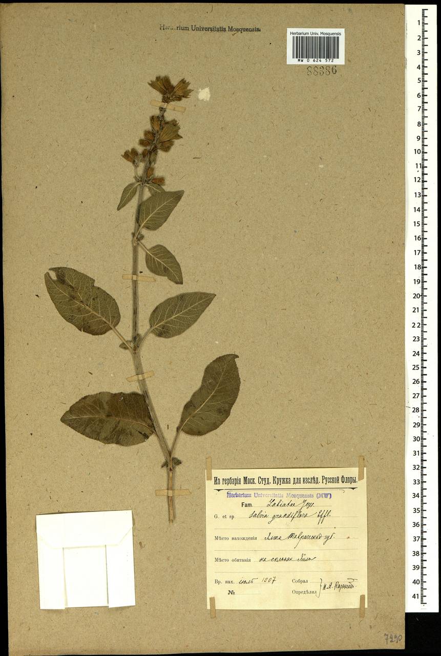 Salvia tomentosa Mill., Crimea (KRYM) (Russia)