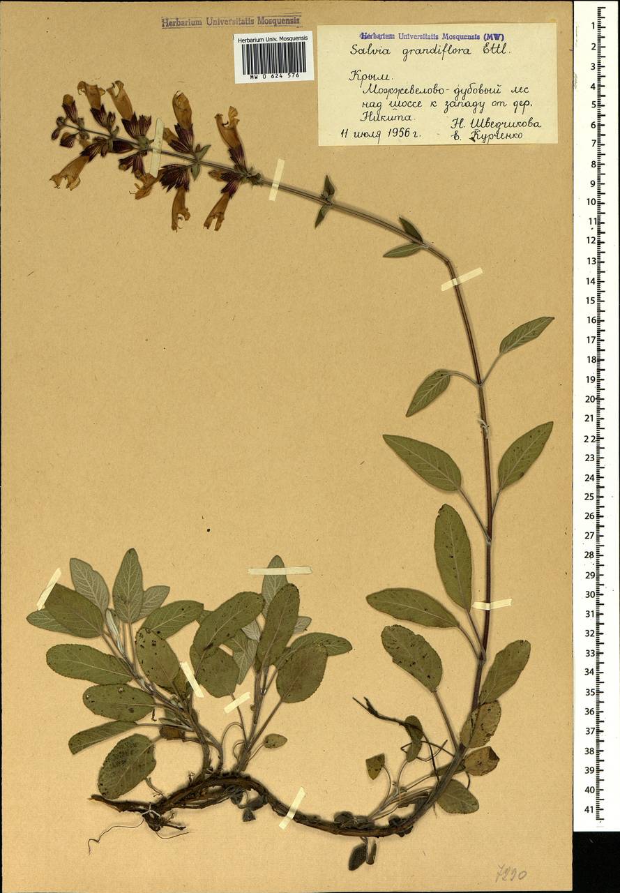 Salvia tomentosa Mill., Crimea (KRYM) (Russia)