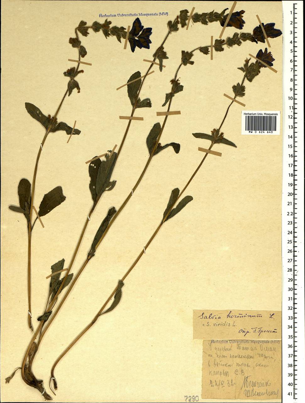 Salvia viridis L., Crimea (KRYM) (Russia)