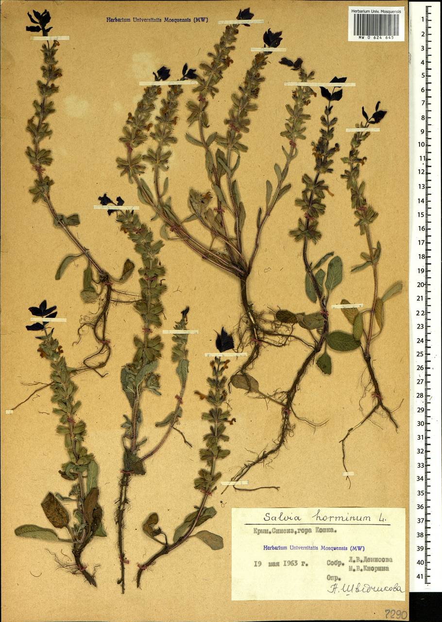 Salvia viridis L., Crimea (KRYM) (Russia)