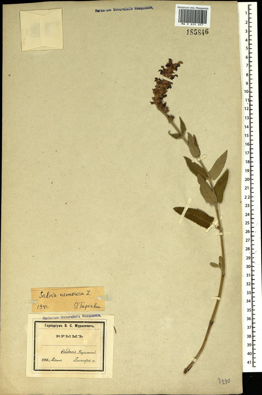 Salvia nemorosa subsp. pseudosylvestris (Stapf) Bornm., Crimea (KRYM) (Russia)