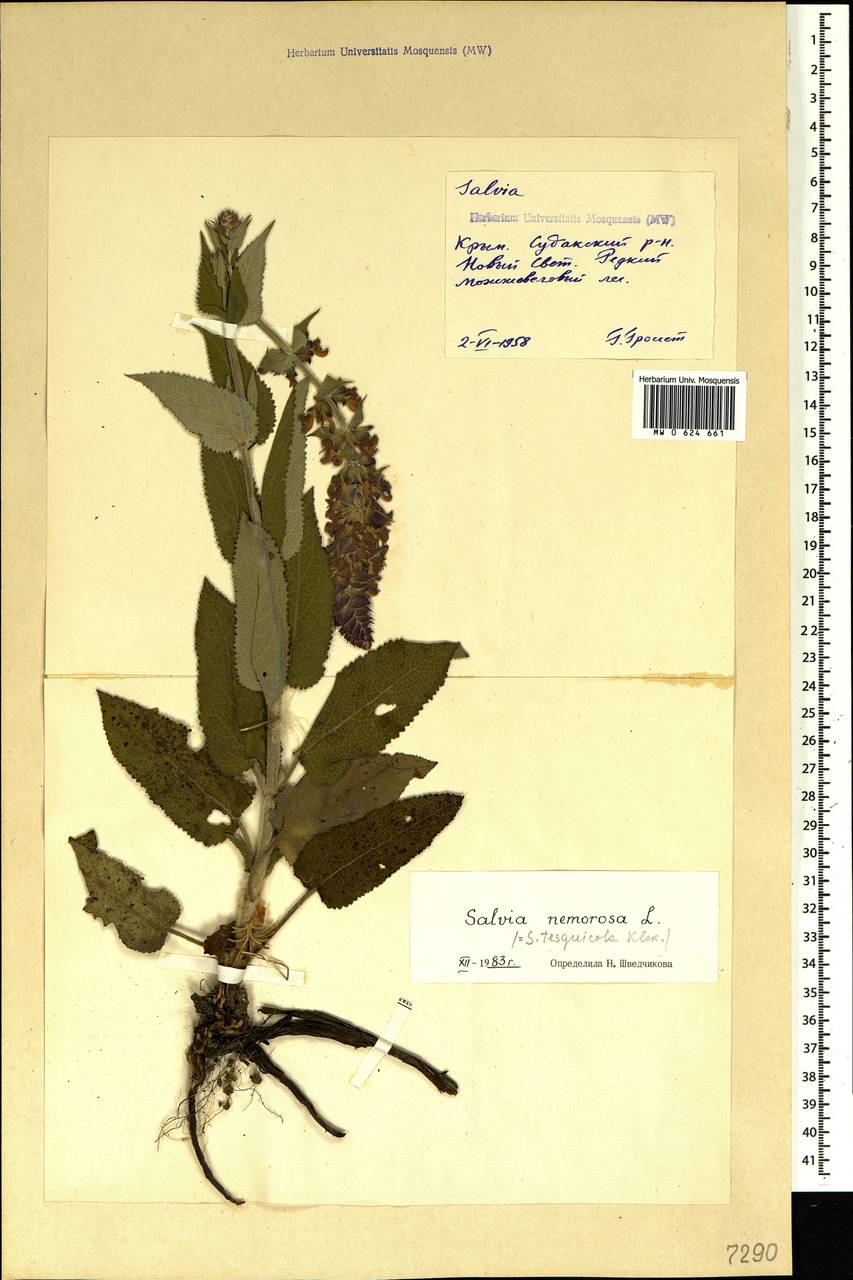 Salvia nemorosa subsp. pseudosylvestris (Stapf) Bornm., Crimea (KRYM) (Russia)
