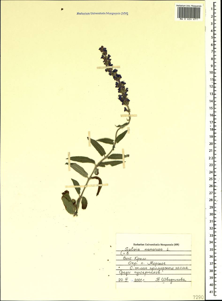 Salvia nemorosa subsp. pseudosylvestris (Stapf) Bornm., Crimea (KRYM) (Russia)