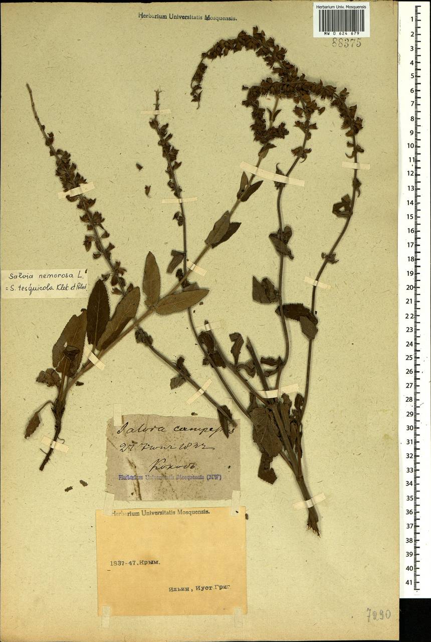 Salvia nemorosa subsp. pseudosylvestris (Stapf) Bornm., Crimea (KRYM) (Russia)