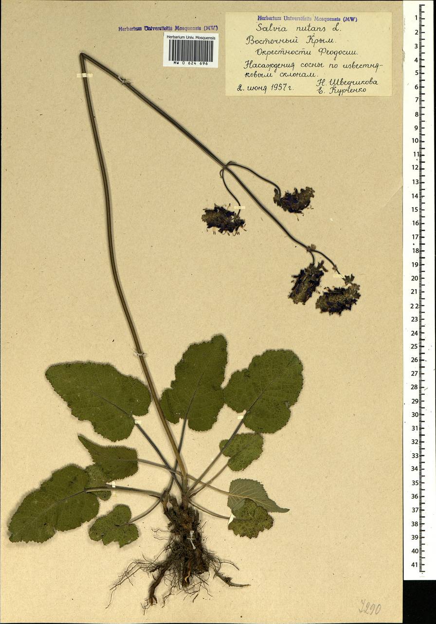 Salvia nutans L., Crimea (KRYM) (Russia)