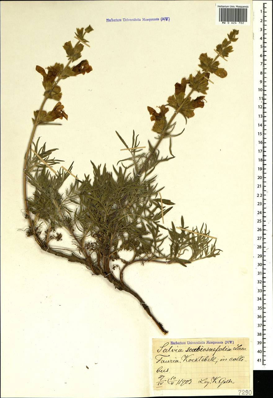 Salvia scabiosifolia Lam., Crimea (KRYM) (Russia)