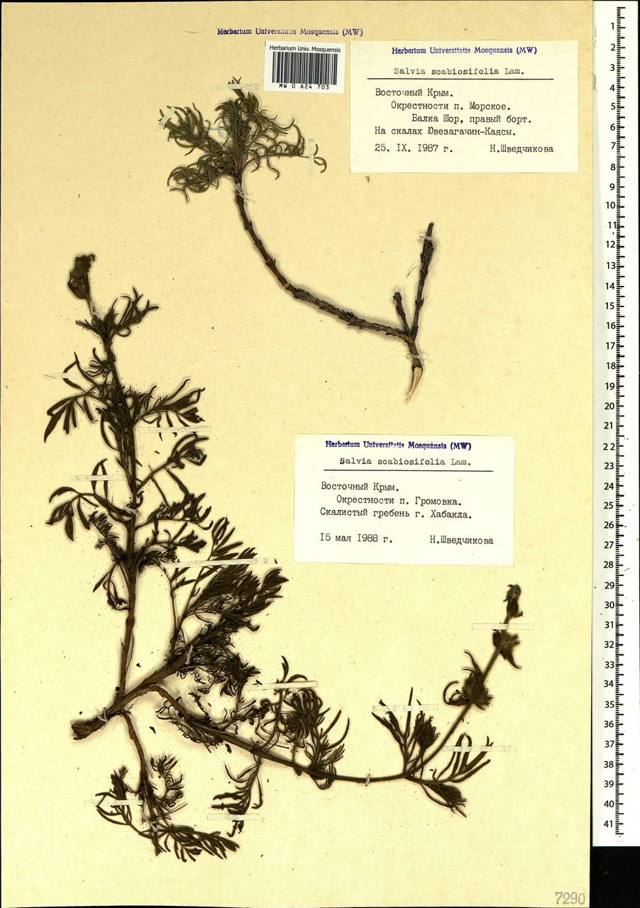 Salvia scabiosifolia Lam., Crimea (KRYM) (Russia)