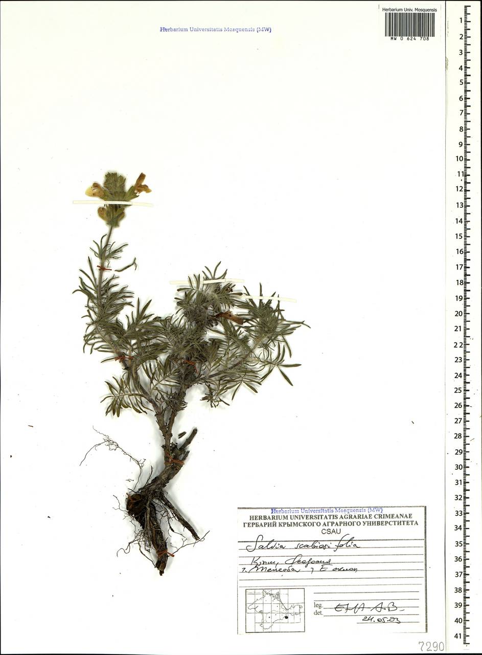 Salvia scabiosifolia Lam., Crimea (KRYM) (Russia)