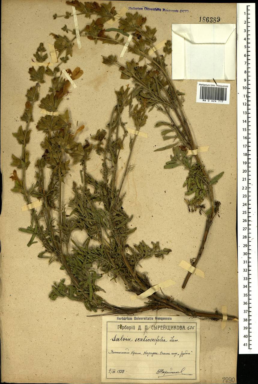 Salvia scabiosifolia Lam., Crimea (KRYM) (Russia)