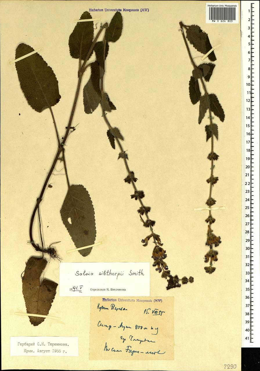 Salvia virgata Jacq., Crimea (KRYM) (Russia)