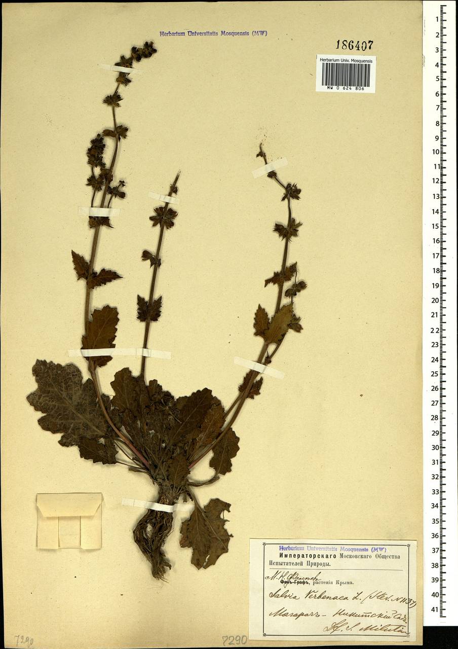 Salvia verbenaca L., Crimea (KRYM) (Russia)