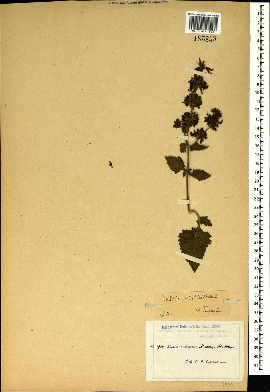 Salvia verticillata L., Crimea (KRYM) (Russia)