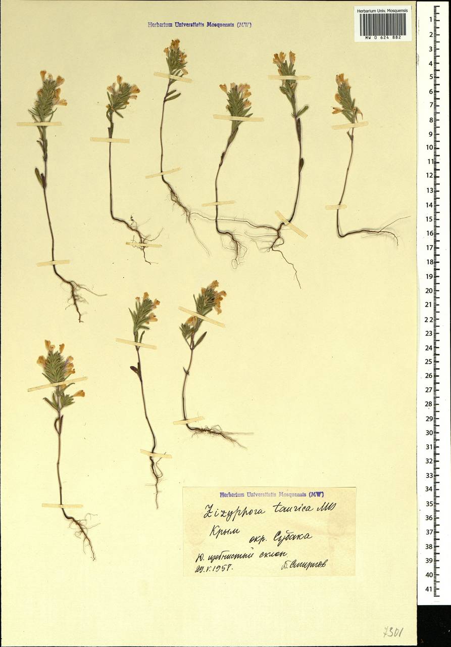 Ziziphora taurica M.Bieb., Crimea (KRYM) (Russia)