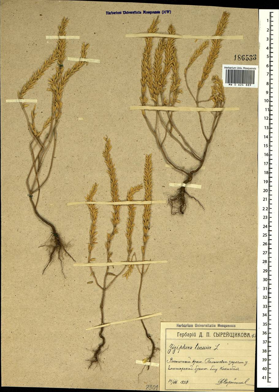 Ziziphora tenuior L., Crimea (KRYM) (Russia)