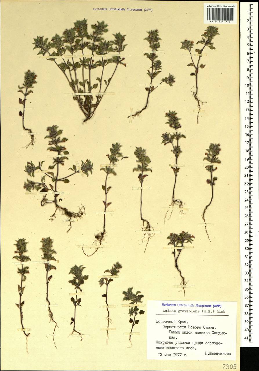 Clinopodium graveolens subsp. rotundifolium (Pers.) Govaerts, Crimea (KRYM) (Russia)