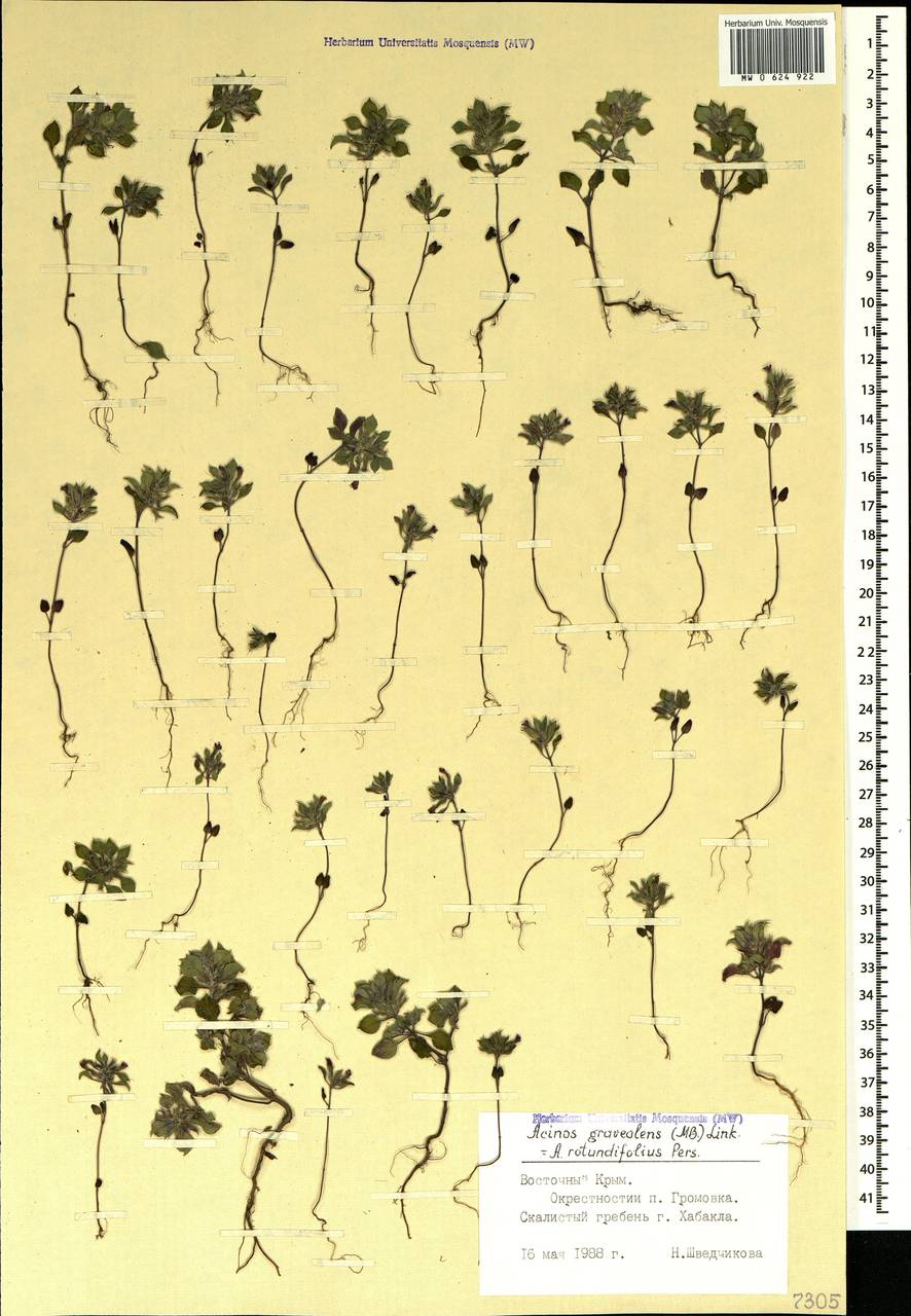 Clinopodium graveolens subsp. rotundifolium (Pers.) Govaerts, Crimea (KRYM) (Russia)