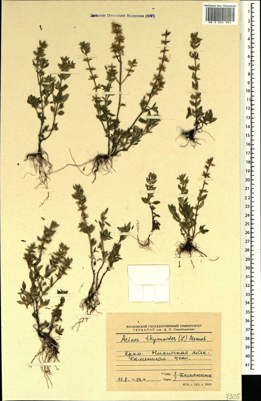 Clinopodium acinos (L.) Kuntze, Crimea (KRYM) (Russia)