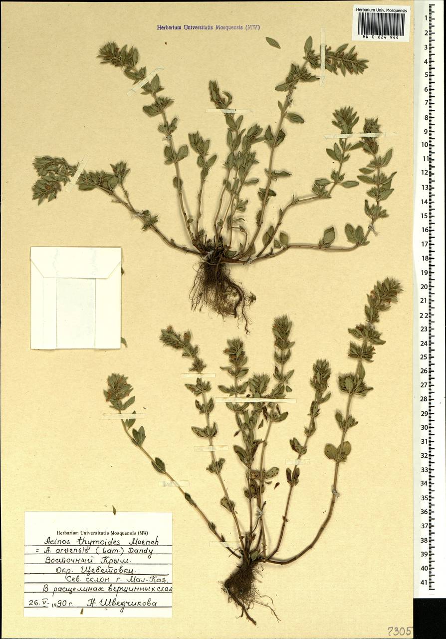 Clinopodium acinos (L.) Kuntze, Crimea (KRYM) (Russia)