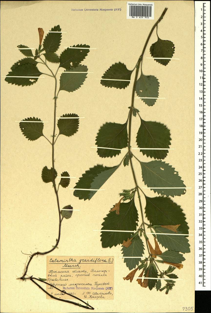 Clinopodium grandiflorum subsp. grandiflorum, Crimea (KRYM) (Russia)