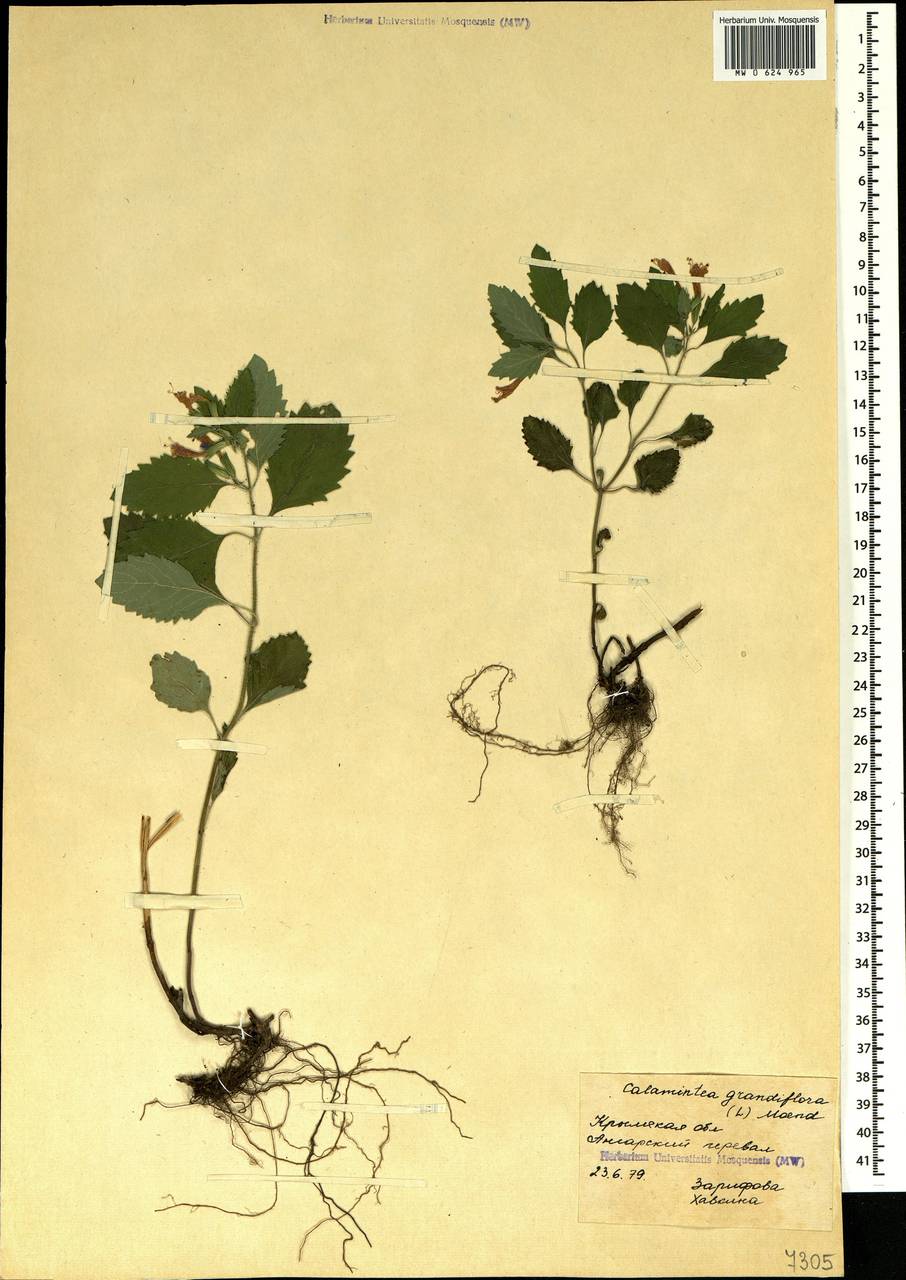 Clinopodium grandiflorum (L.) Kuntze, Crimea (KRYM) (Russia)
