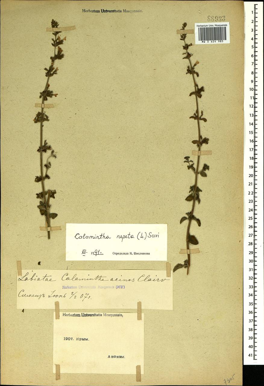 Clinopodium nepeta (L.) Kuntze, Crimea (KRYM) (Russia)