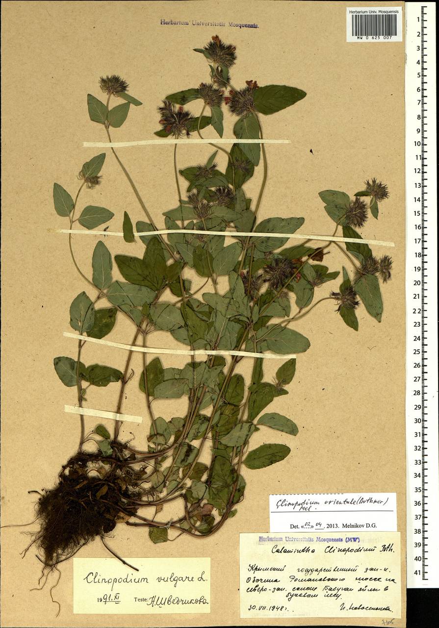 Clinopodium vulgare L., Crimea (KRYM) (Russia)