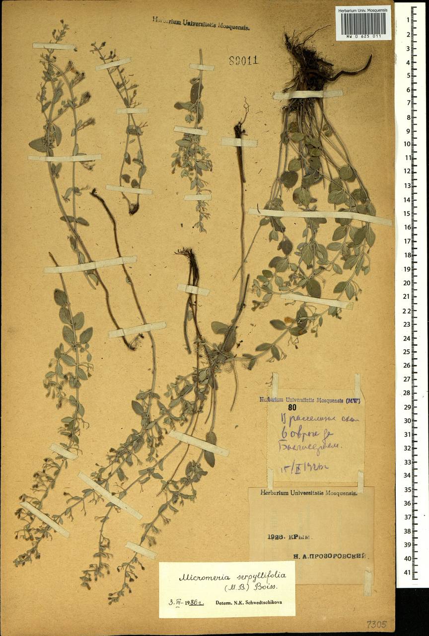 Clinopodium serpyllifolium (M.Bieb.) Kuntze, Crimea (KRYM) (Russia)