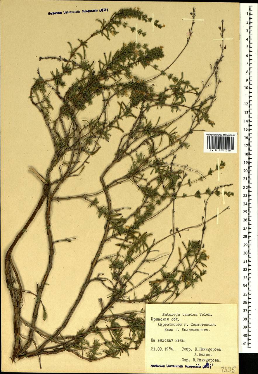 Satureja taurica Velen., Crimea (KRYM) (Russia)